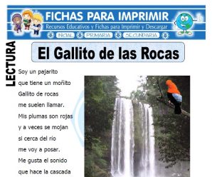 Ficha de El Gallito de las Rocas para Primaria
