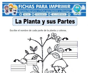 Ficha de la Planta y sus Partes para Primaria