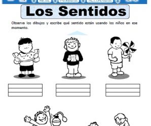 Ficha de Los Sentidos del Cuerpo Humano