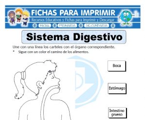 Ficha de Sistema Digestivo para Primaria