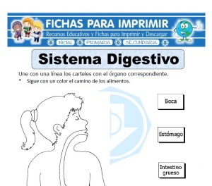 sistema digestivo para primaria