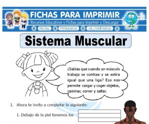 Ficha de Sistema Muscular para Primaria