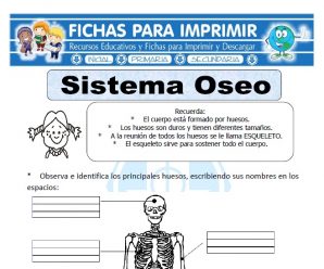 Ficha de Sistema Óseo para Primaria