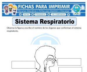 Ficha de Sistema Respiratorio para Primaria