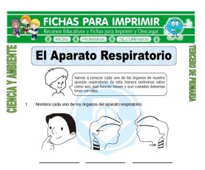 El Aparato Respiratorio para Tercero de Primaria