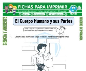 El Cuerpo Humano y sus Partes para Tercero de Primaria