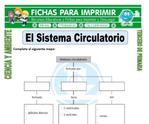 El Sistema Circulatorio para Tercero de Primaria