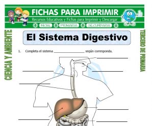 El Sistema Digestivo para Tercero de Primaria