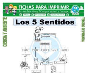 Los 5 Sentidos para Tercero de Primaria