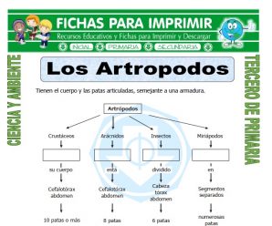 Los Artropodos para Tercero de Primaria