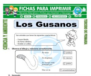Los Gusanos para Tercero de Primaria