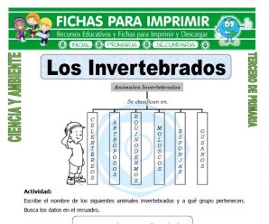 Los Invertebrados para Tercero de Primaria