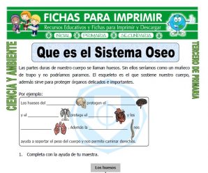 Que es el Sistema Oseo para Tercero de Primaria