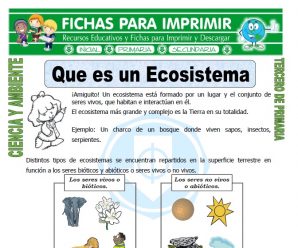 Que es un Ecosistema para Tercero de Primaria