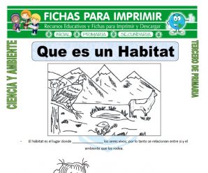 Que es un Habitat para Tercero de Primaria