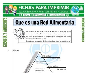 Que es una Red Alimentaria para Tercero de Primaria