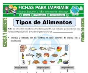 Tipos de Alimentos para Tercero de Primaria