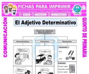 Que son los Adjetivos Determinativos  para Quinto de Primaria