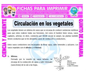 Circulación en los Vegetales para Quinto de Primaria