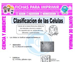 Clasificacion de las Celulas para Quinto de Primaria