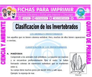 Clasificacion de los Invertebrados para Quinto de Primaria