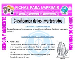 Ficha de Clasificacion de los Invertebrados para Quinto de Primaria