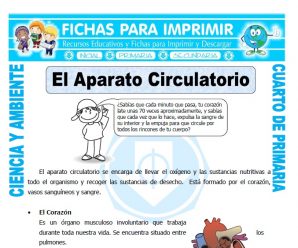 El Aparato Circulatorio para Cuarto de Primaria