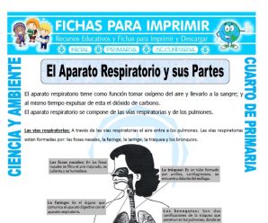 El Aparato Respiratorio y sus Partes para Cuarto de Primaria