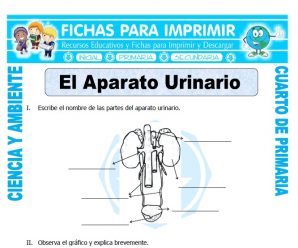 El Aparato Urinario  para Cuarto de Primaria
