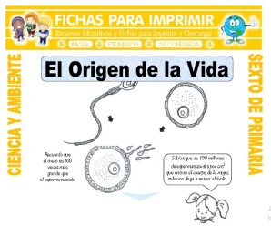 El Origen de la Vida para Sexto de Primaria