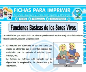 Funciones Básicas de los Seres Vivos para Cuarto de Primaria