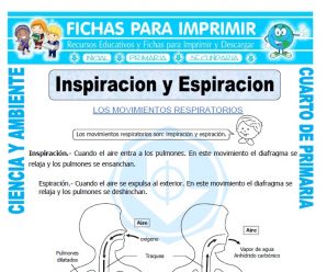 Inspiracion y Espiracion para Cuarto de Primaria