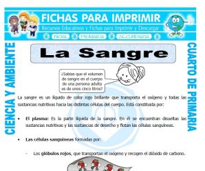 La Sangre para Cuarto de Primaria