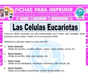 Las Celulas Eucariotas para Quinto de Primaria