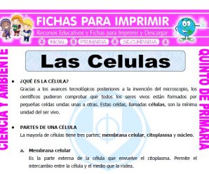 Las Celulas para Quinto de Primaria