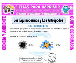 Los Equinodermos para Quinto de Primaria