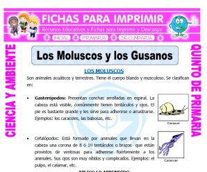 Los Moluscos para Quinto de Primaria