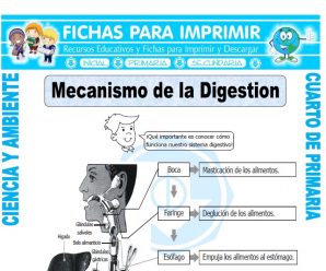 Mecanismo de la Digestion para Cuarto de Primaria