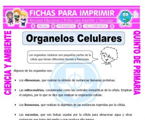 Organelos Celulares para Quinto de Primaria