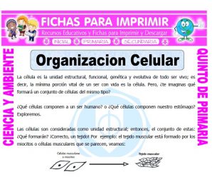 Organizacion Celular para Quinto de Primaria