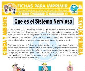 Que es el Sistema Nervioso para Sexto de Primaria