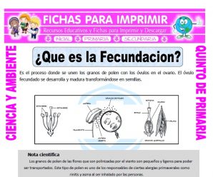 Que es la Fecundacion para Quinto de Primaria
