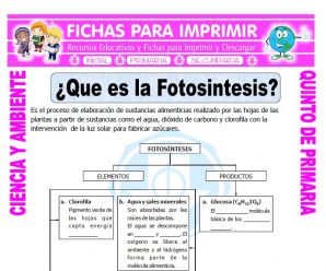 Que es la Fotosintesis para Quinto de Primaria