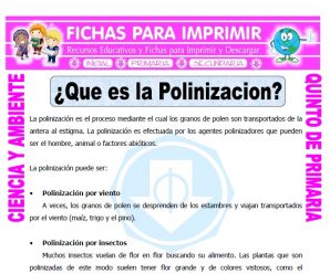 Que es la Polinizacion para Quinto de Primaria
