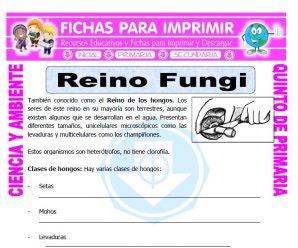 Reino Fungi para Quinto de Primaria