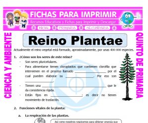 Reino Plantae para Quinto de Primaria
