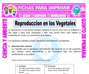 Reproduccion en los Vegetales para Quinto de Primaria