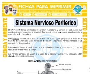 Sistema Nervioso Periferico para Sexto de Primaria