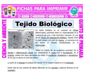 Tejido Biologico para Quinto de Primaria