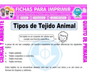 Tipos de Tejido Animal para Quinto de Primaria
